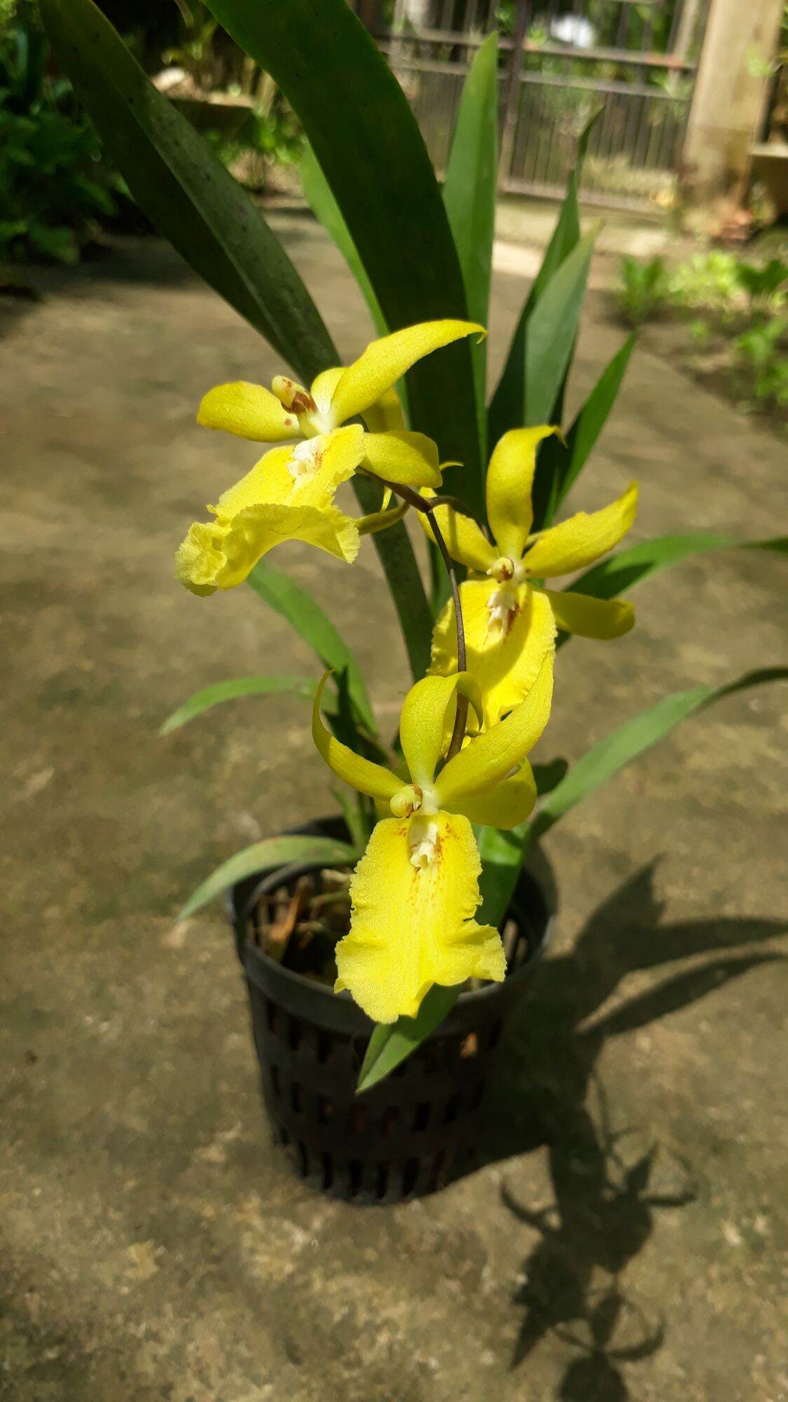 Lan vũ nữ nhện vàng, cây trưởng thành, chậu khoảng 5 6 thân trở lên.