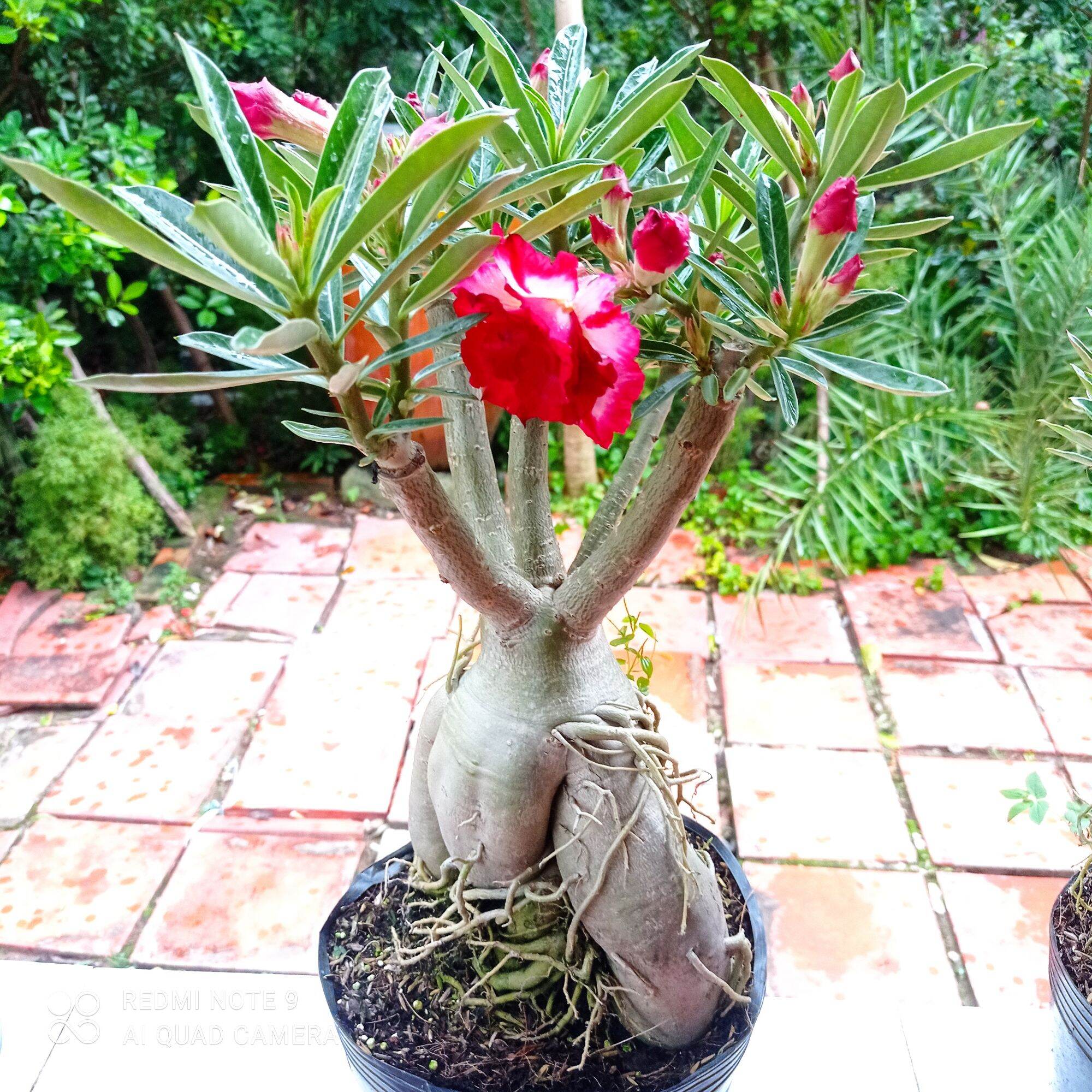 Sứ Thái Cánh Kép siêu bông