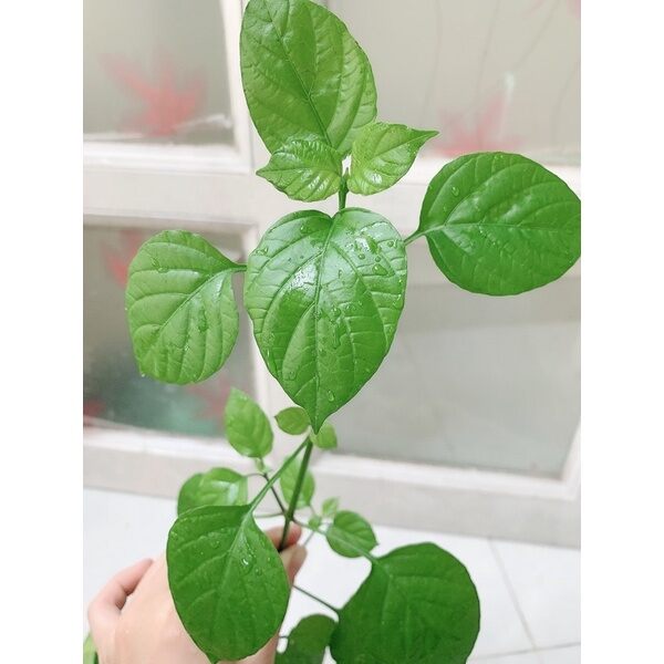 ♡♡ Cây rau bồ ngót nhật - có rễ