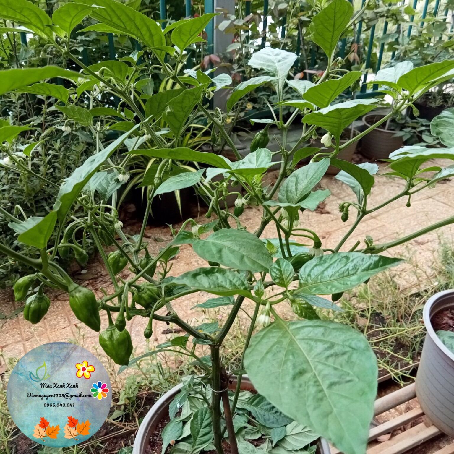 [TRÁI] Trái ớt tươi pumpkin (bí ngô) 10k/trái.