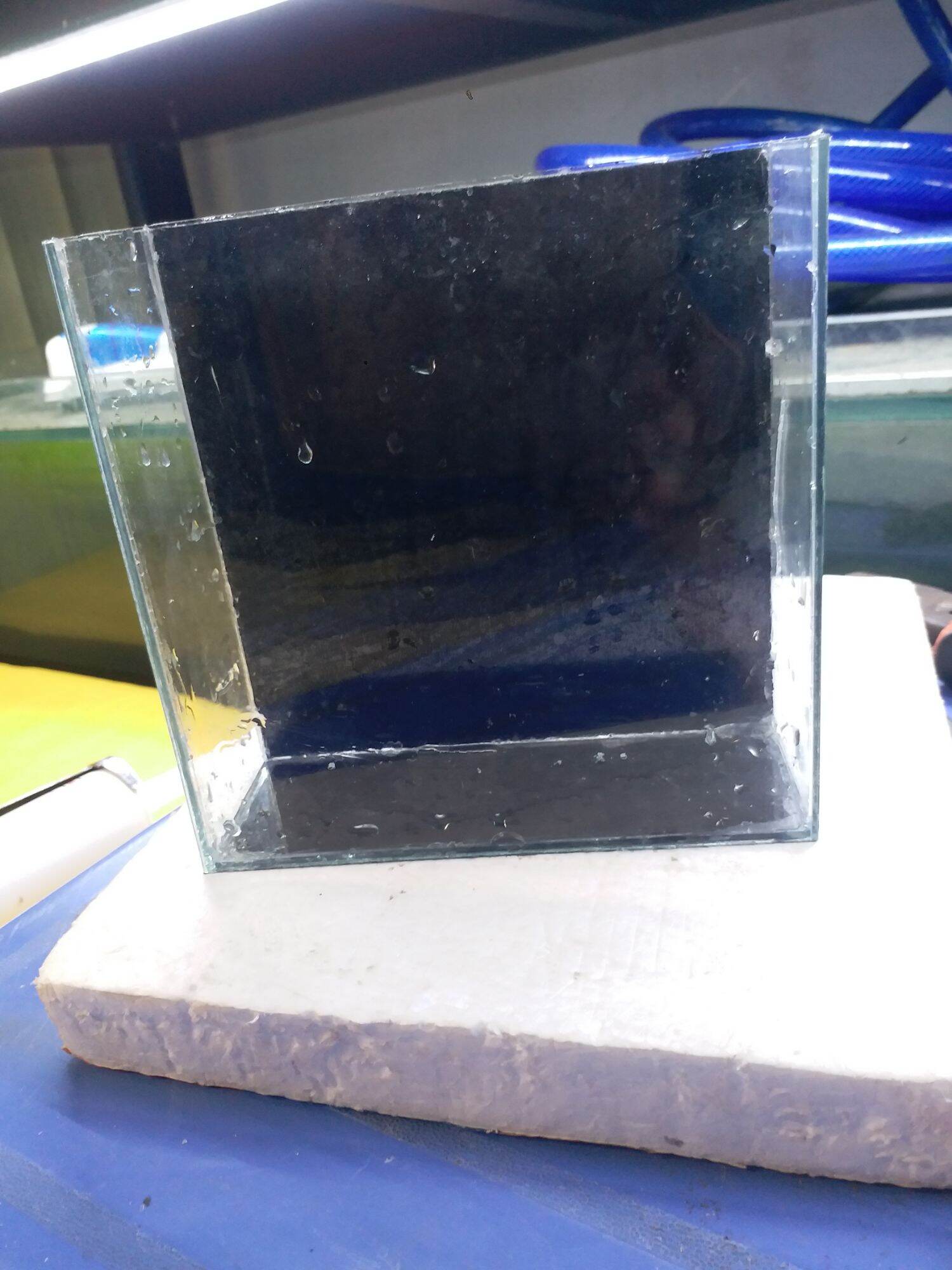Hồ Show Betta và Guppy