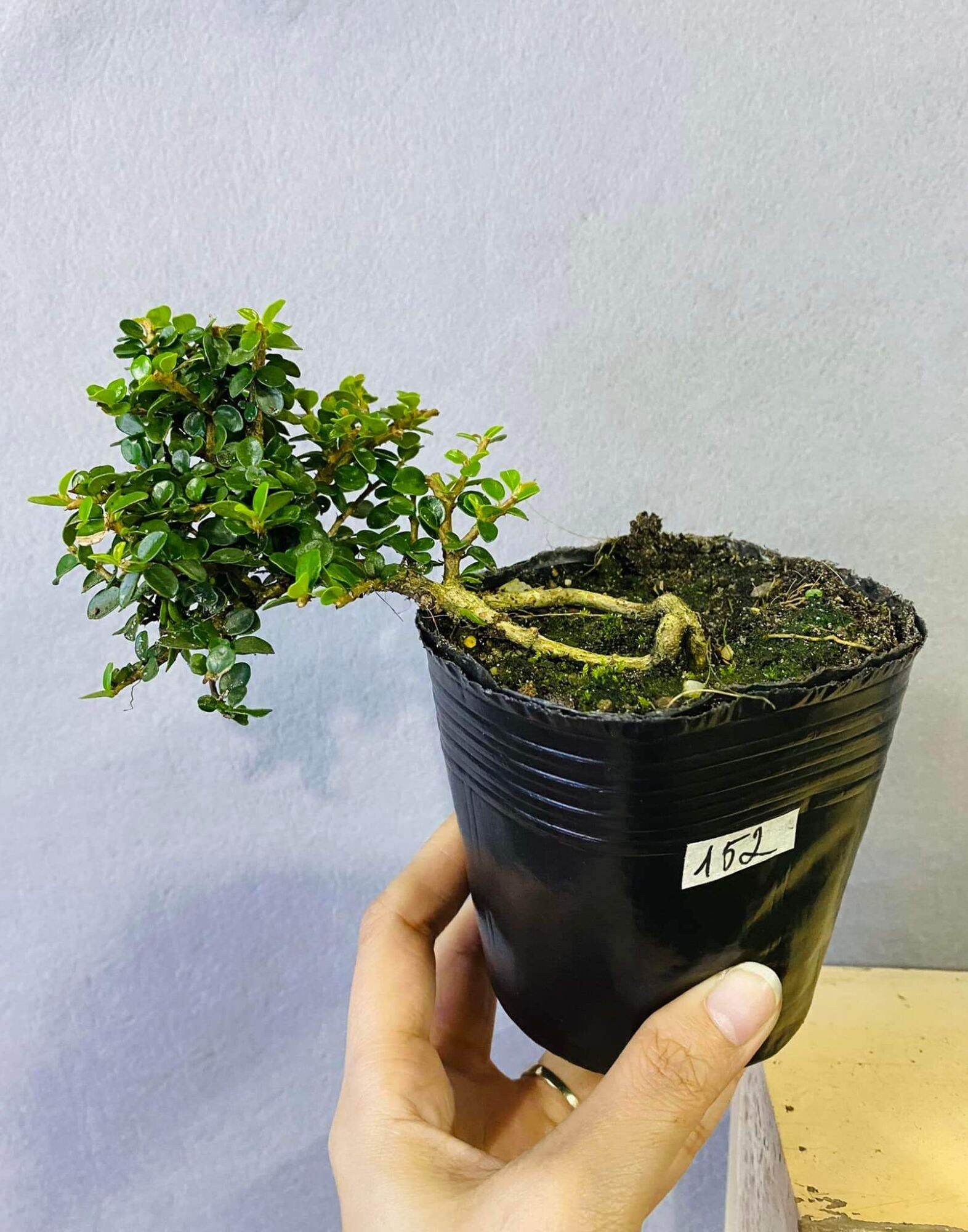Sam núi bonsai mini sĩze 10cm phân tan chậm