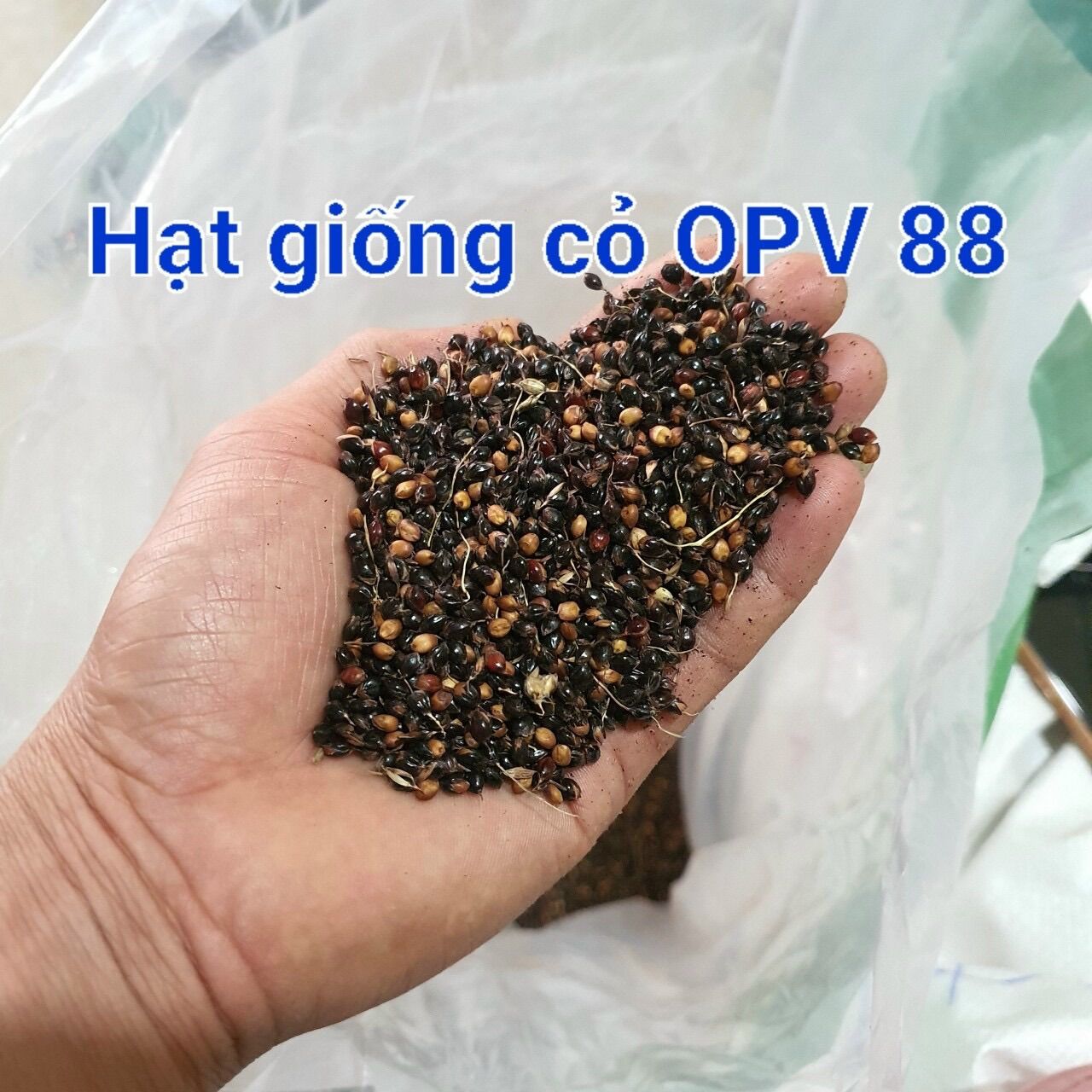 Hạt giống cỏ ngô OPV 88 gói 500g