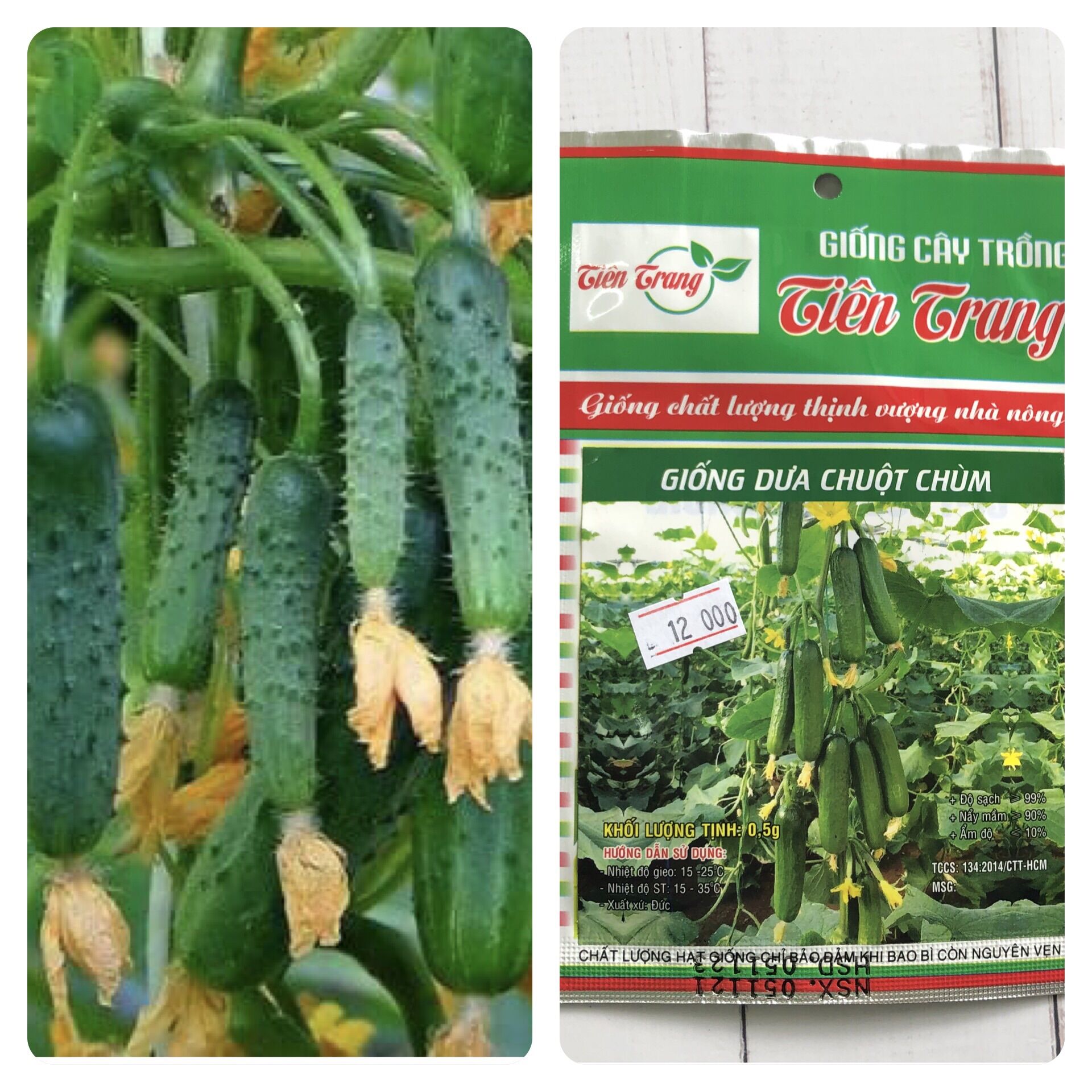 HẠT GIỐNG DƯA LEO CHÙM SIÊU TRÁI