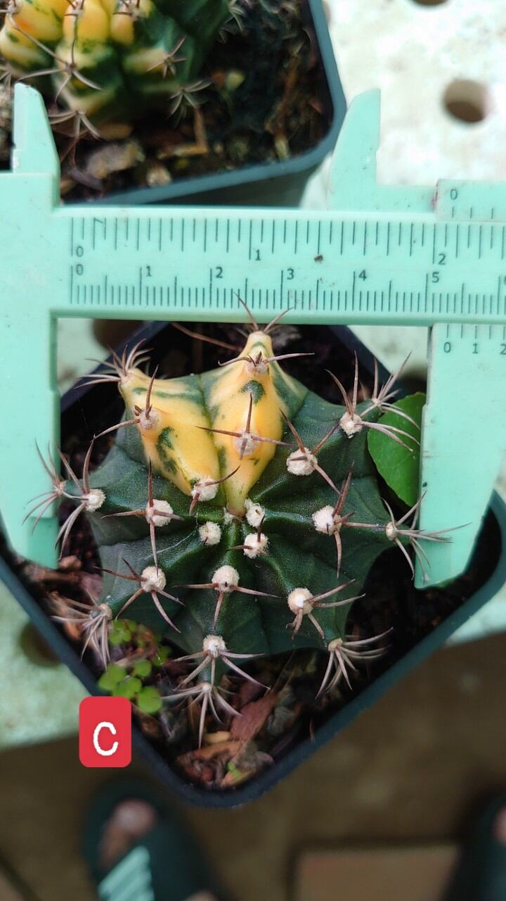 Xương rồng lem chậu 7cm