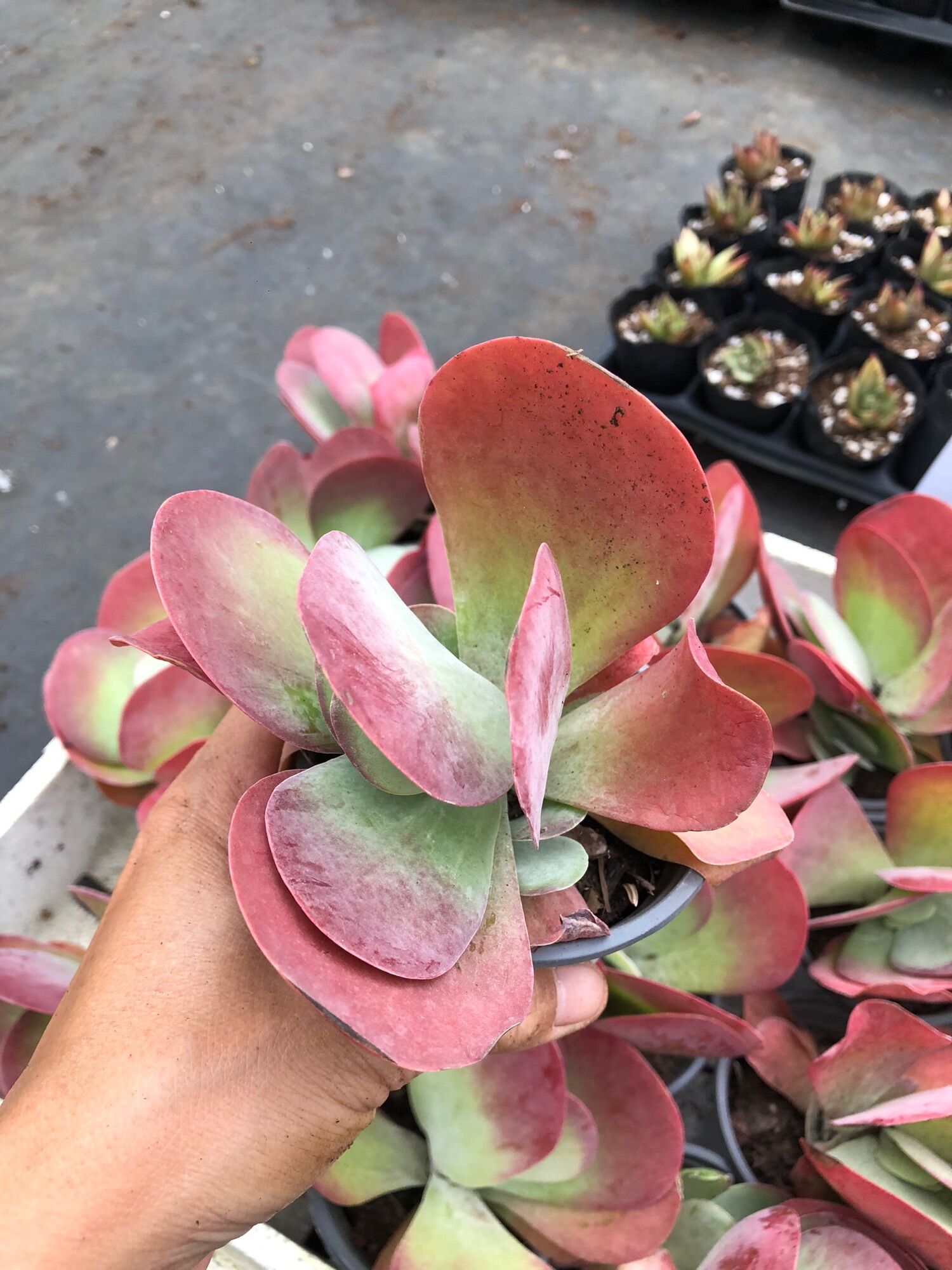 Sen đá Cánh Bướm 12-13cm