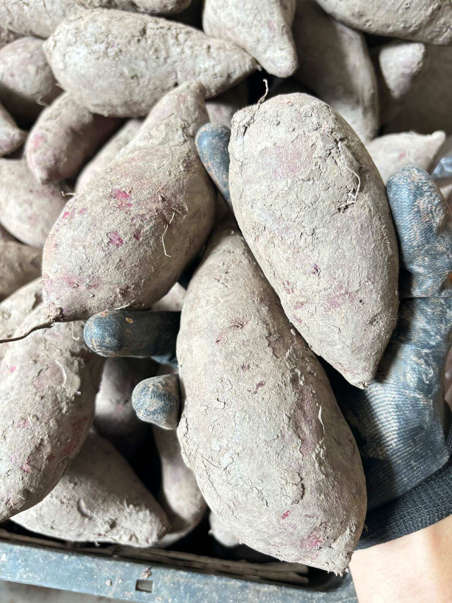 Khoai Lang Tím (1kg) Giao Toàn Quốc