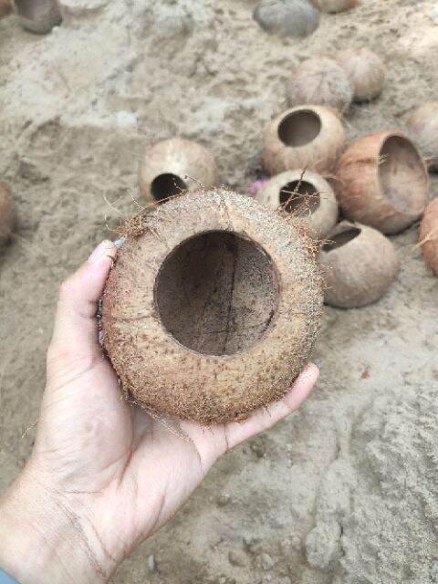 Gáo Dừa Khoan Lỗ và đã đánh bóng