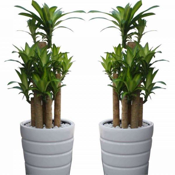 Cây thiết mộc lan .hình 2