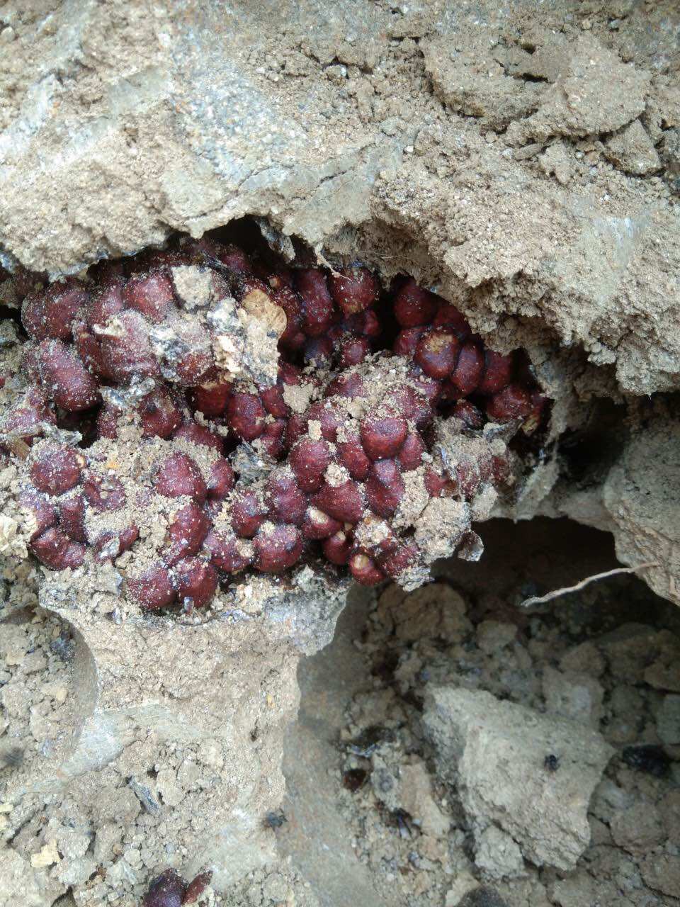 Mật ong dú( 0ng rú, ong lỗ) rừng đăk lăk( quý hiếm)vắt lít