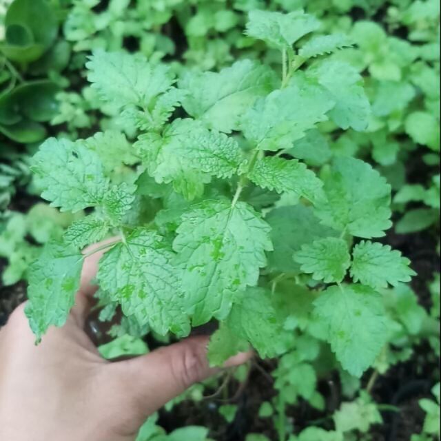 Bạc hà xả chanh chậu lớn