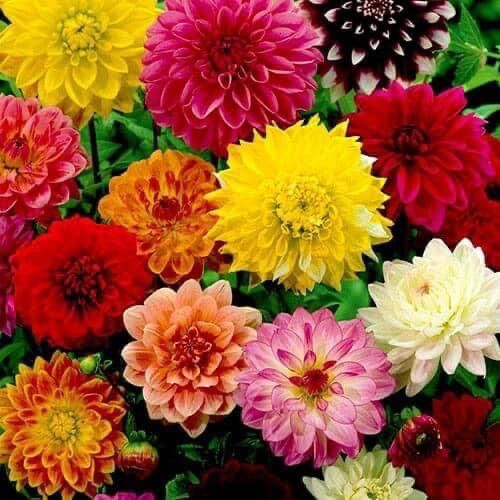 10 cây giống hoa thược dược mix đủ màu