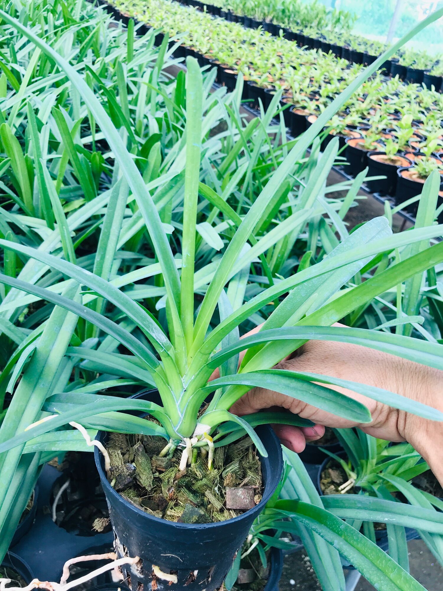 Hoa lan kiếm 30k