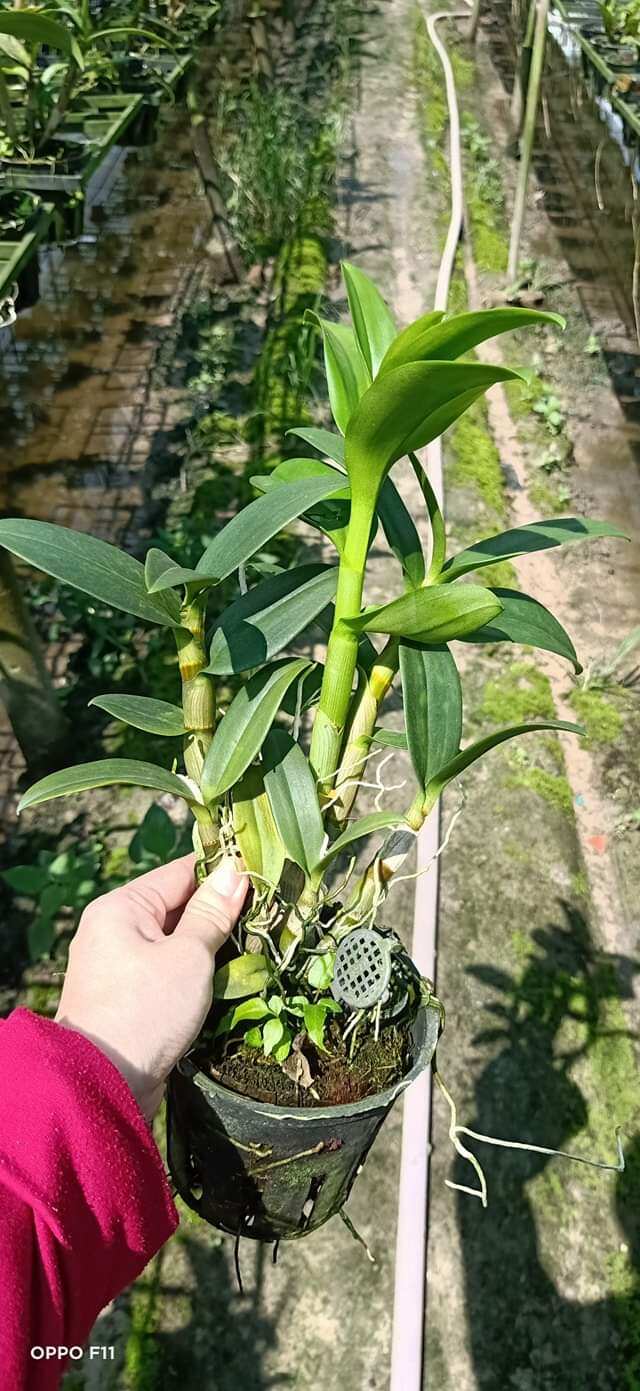 Denro hoa hồng trưởng thành sắp hoa