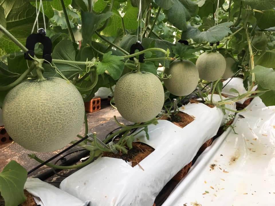Dinh dưỡng thủy canh bột khô NoVa Melon sét 20