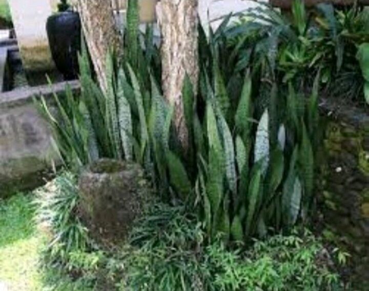 Cây Lưỡi Hổ xanh  cao 50-70cm