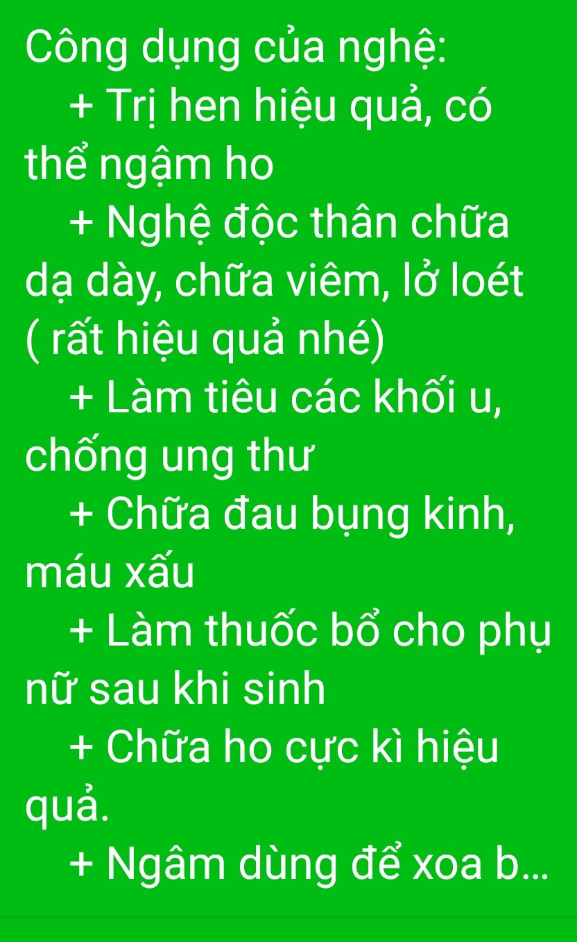2Kg NGHỆ ĐỘC THÂN Rừng (Nghệ trắng Rừng)