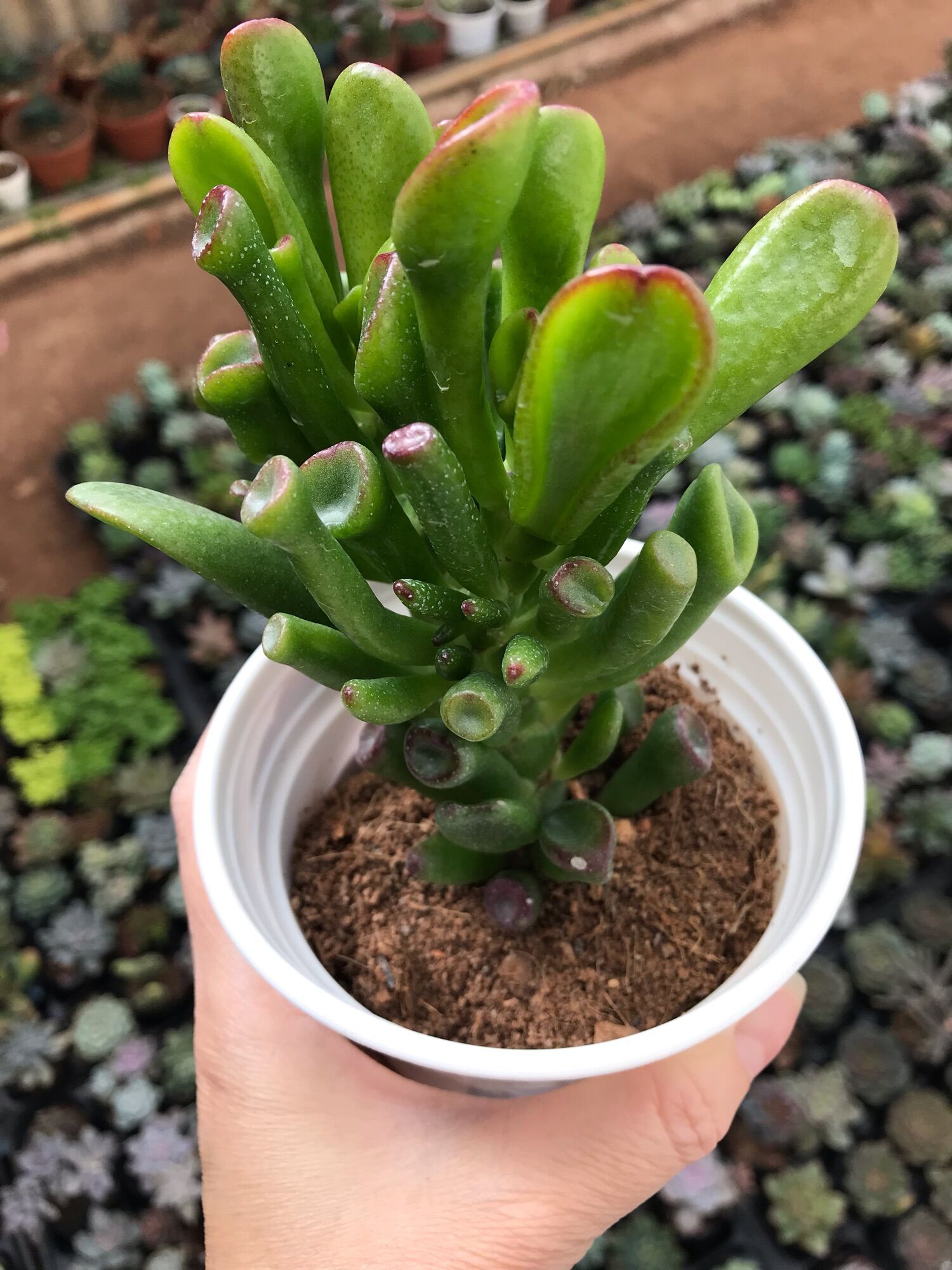 Sen đá ống điếu cute size trung