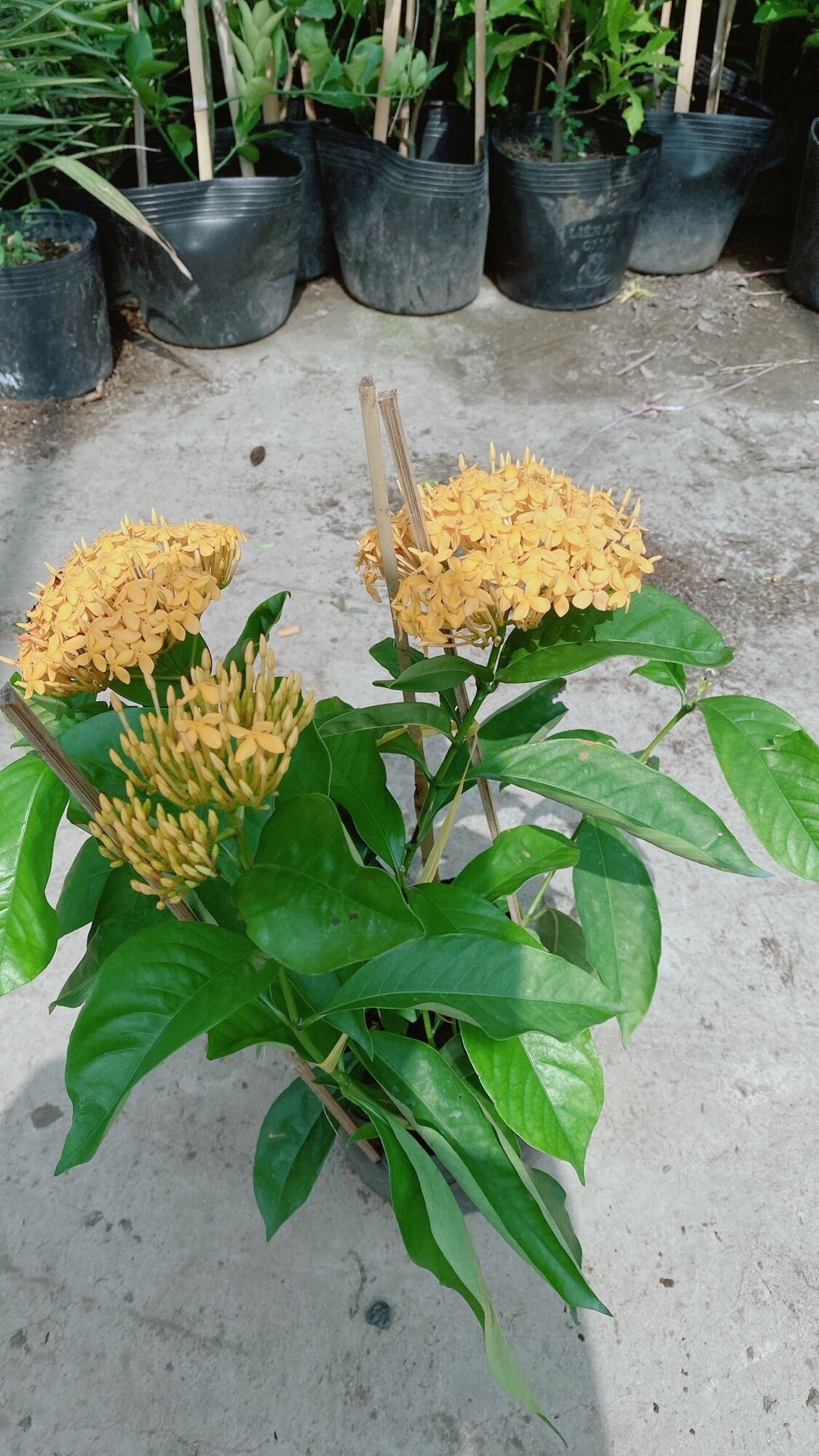 Cây hoa trang mỹ màu vàng