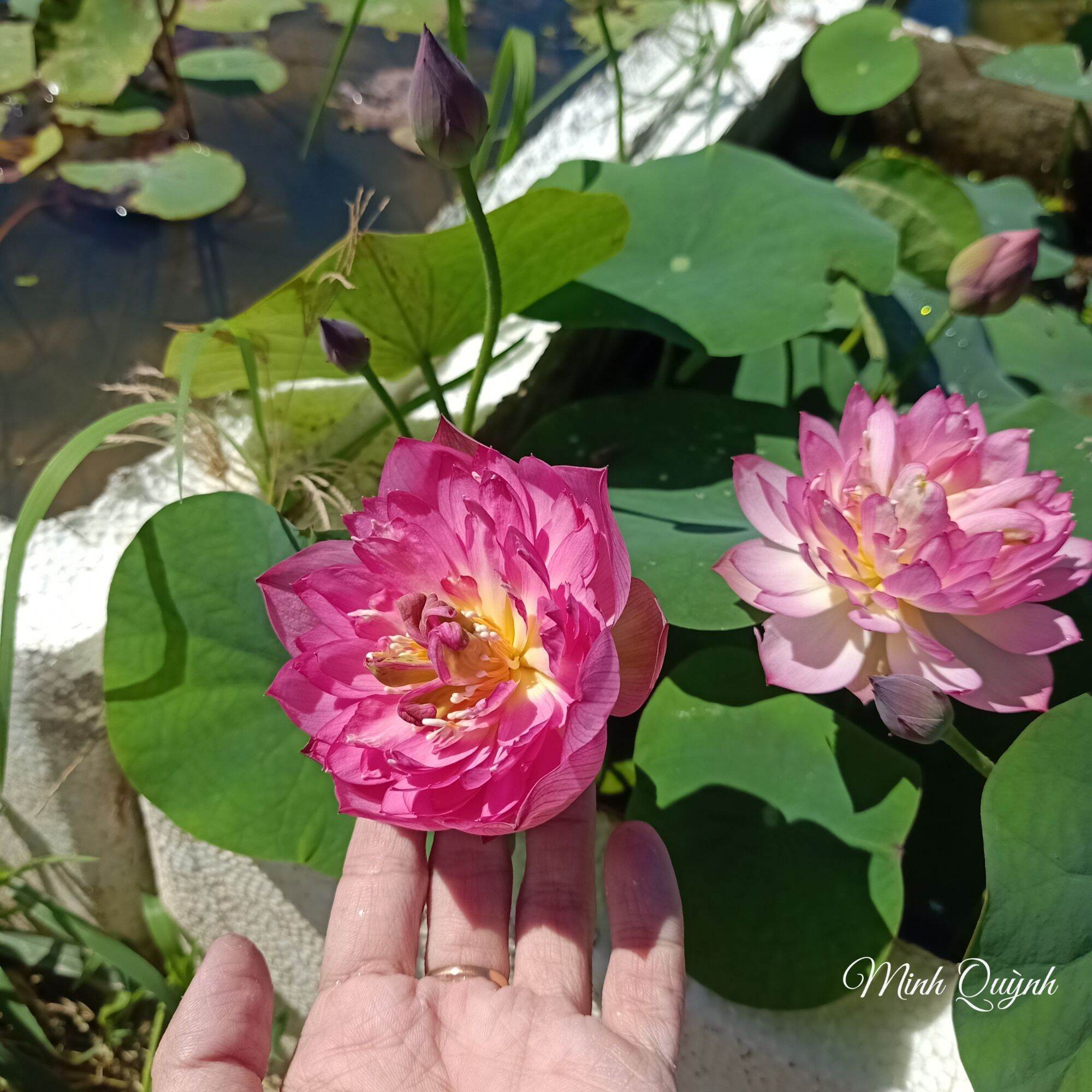 Củ sen mini Pink Butterfly