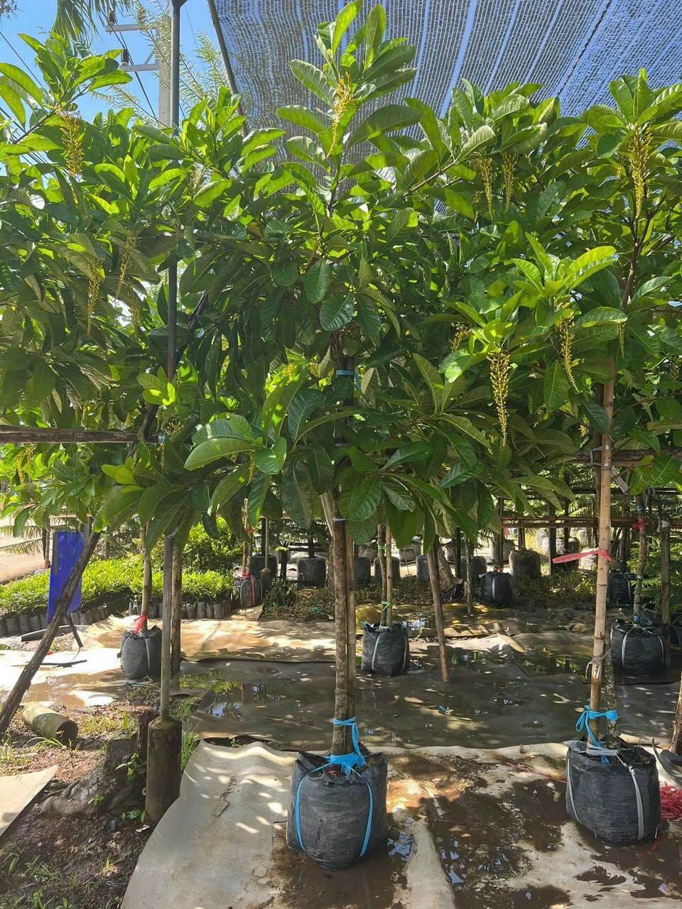 Cây Lộc Vừng Vàng Thái