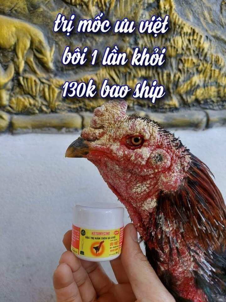 Nấm mốc ưu việt