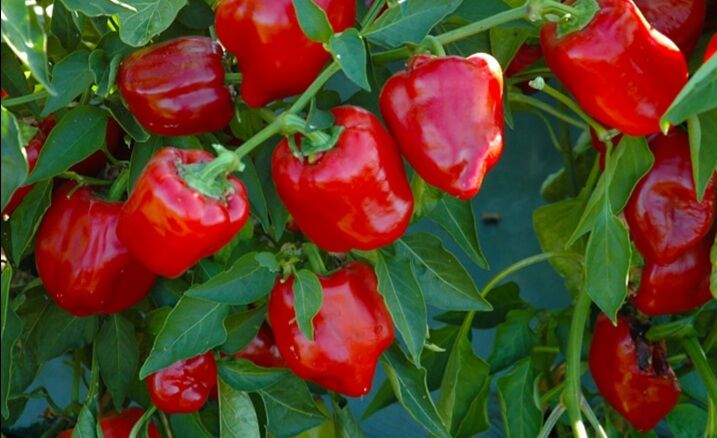 HẠT ỚT CHUÔNG COM DÀY gói 100 hạt