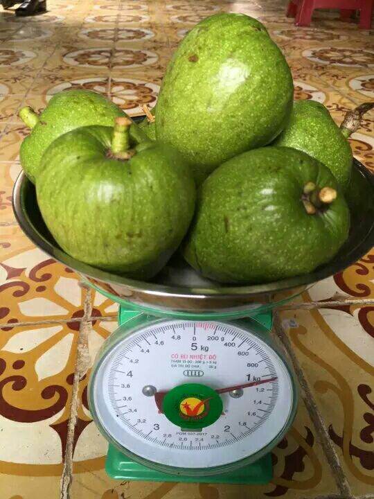 1 kg trái bình bát xanh ( kèm tài liệu sử dụng ) dùng để hỗ trợ trị bệnh bướu cổ cường giáp đau lưng nhức mỏi đau khớp