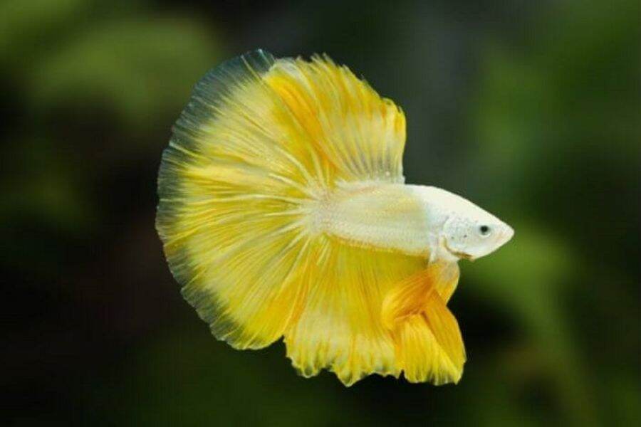 Betta hm rồng vàng