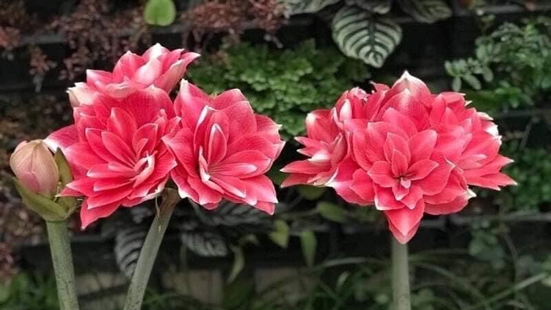 Củ Hoa Lan Huệ Kép(5 củ)