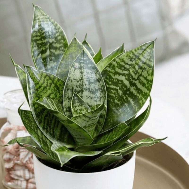 Cây lưỡi mèo thái loại lùn, không chậu