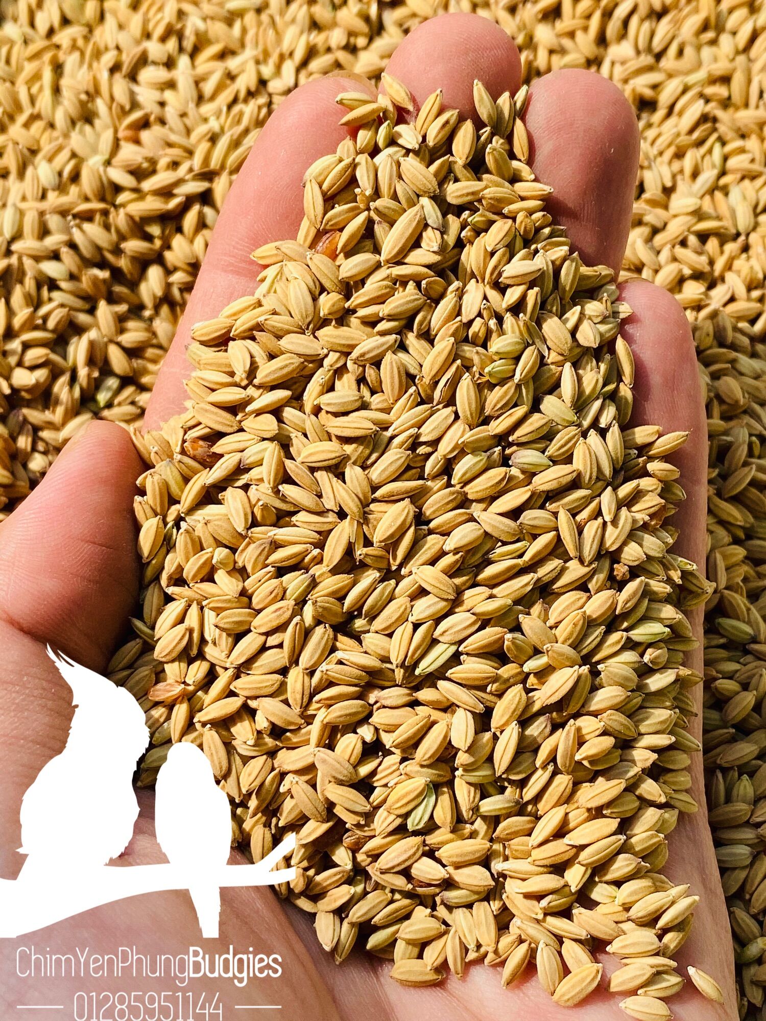 500Gr lúa tiêu ruột đỏ cho Chim Cảnh, Gà kiểng, Cu gáy...