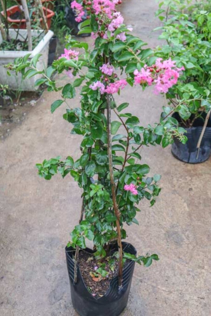 Cây tường vi hồng