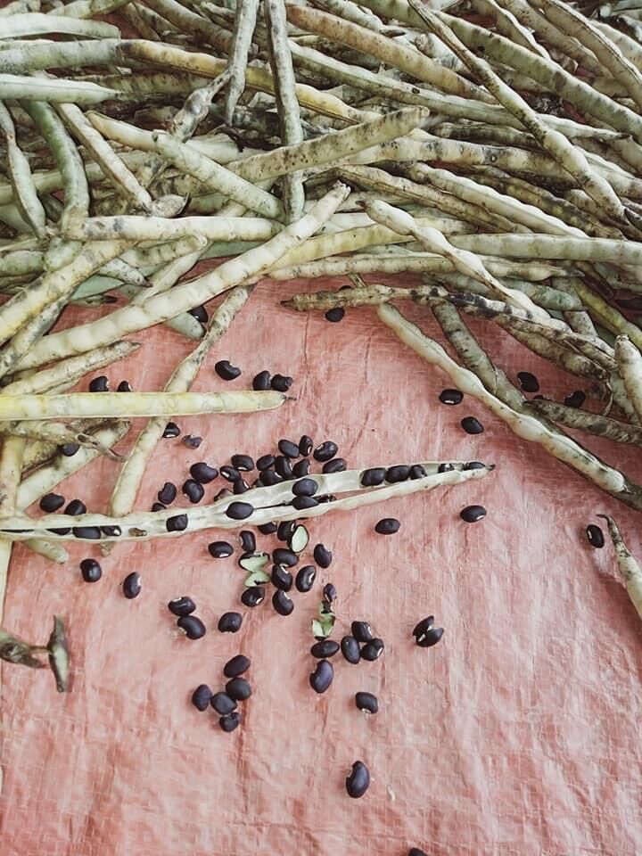 1kg đậu đen ( đỗ đen) xanh lòng giống quê