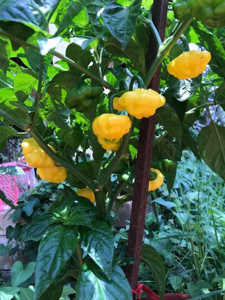 Cây ớt scotch bonnet foodarama yellow