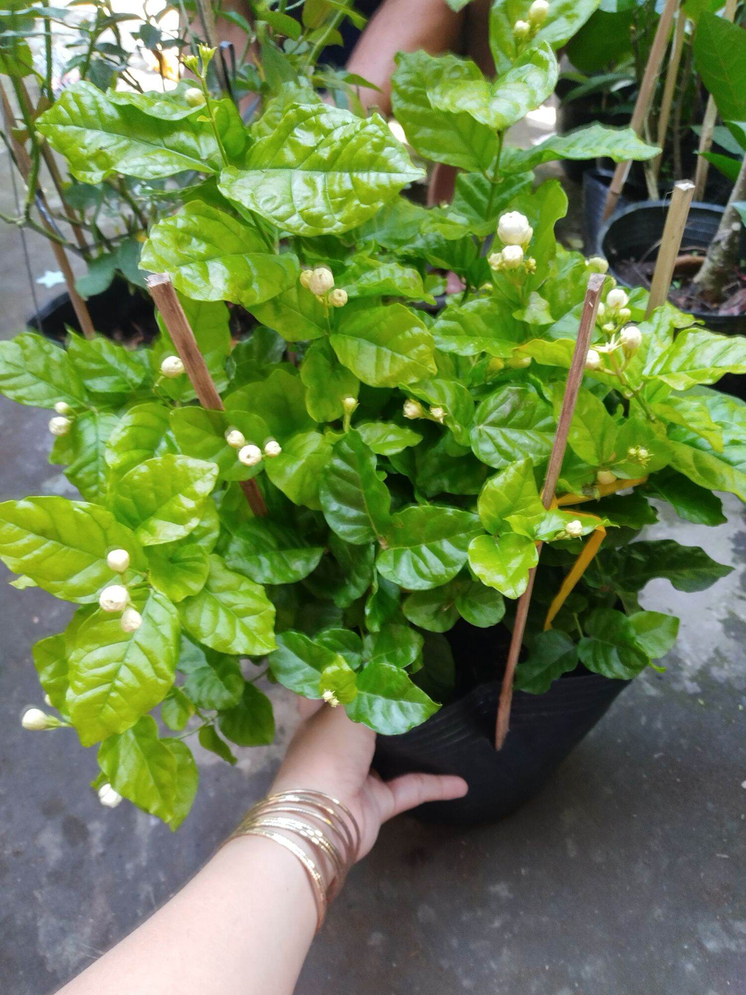 Chậu Lài ta, lài thơm ướp trà
