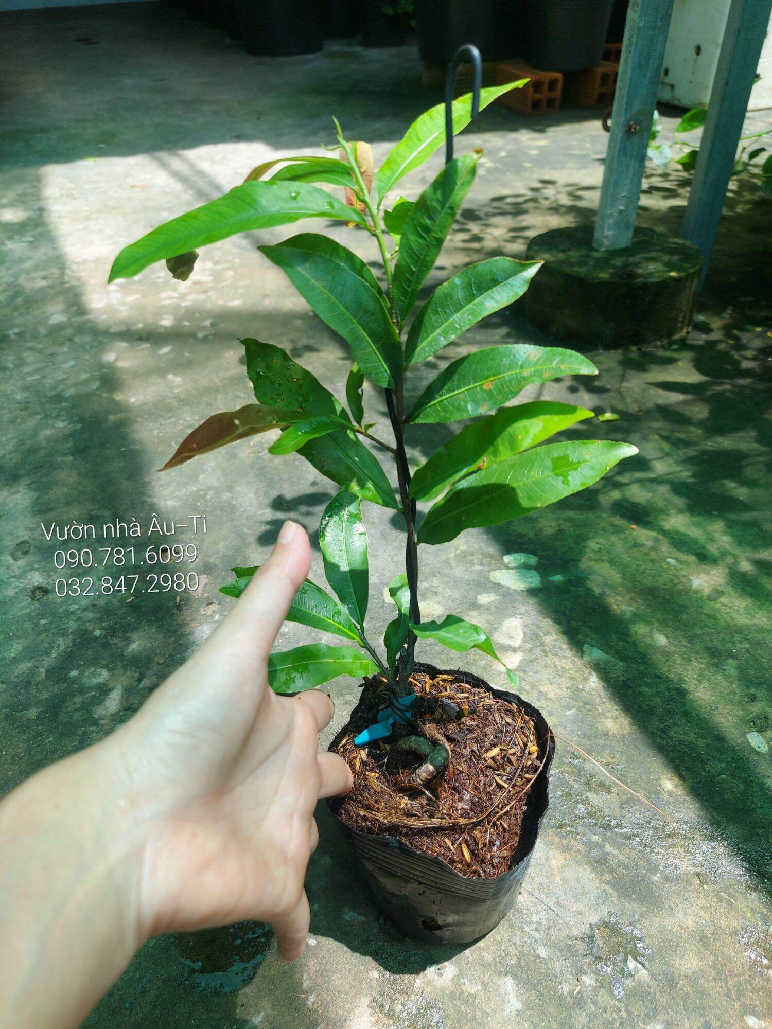 Mai cúc thọ hương bonsai mini [KHÁCH ĐƯỢC CHỌN CÂY SAU KHI LÊN ĐƠN]