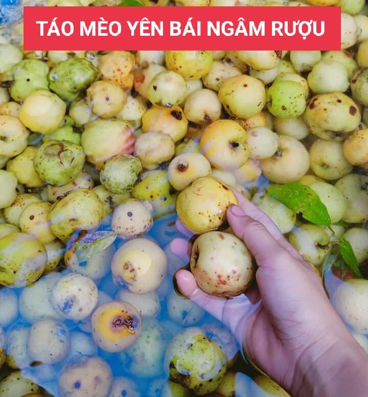 Táo mèo ngâm rượu, táo mèo tươi Yên Bái túi 1kg