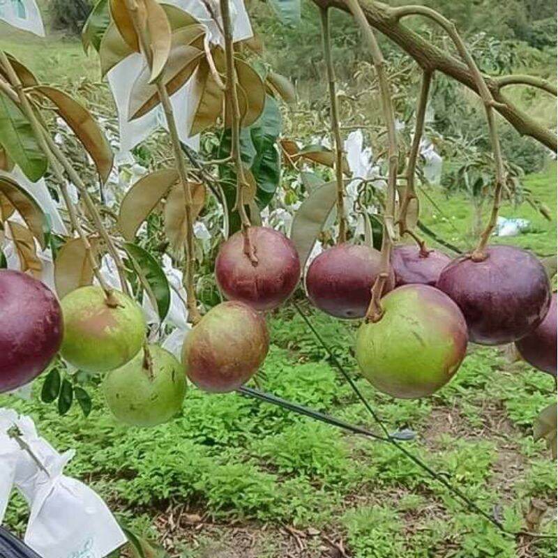 cây giống Vú Sữa  Mika....chuẩn giống