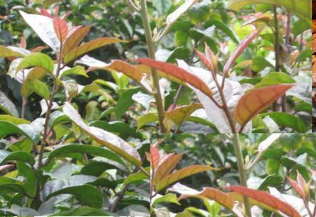 siêu vọt đọt phân bón cho cây trồng