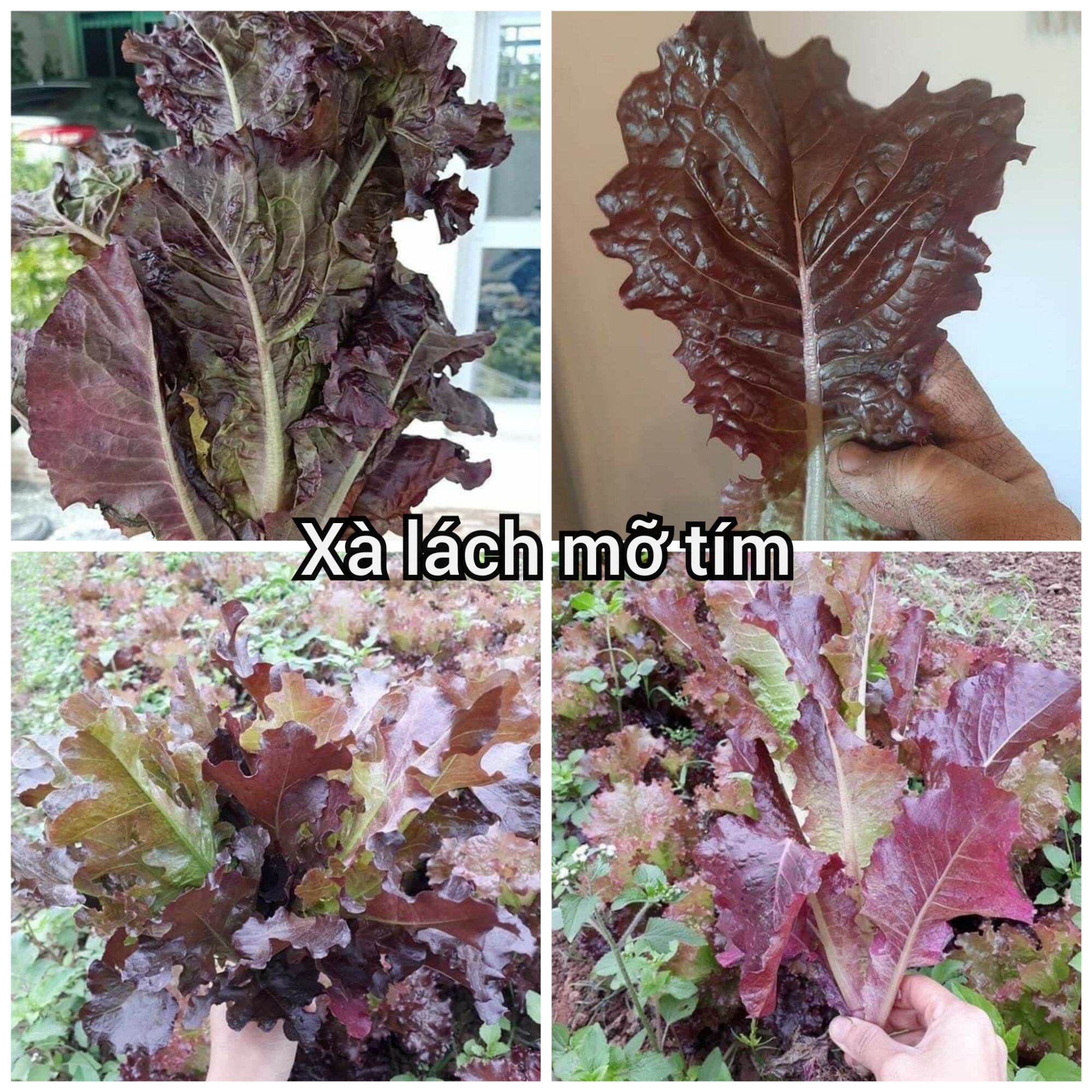 hạt giống xà lách mỡ tím thái lan