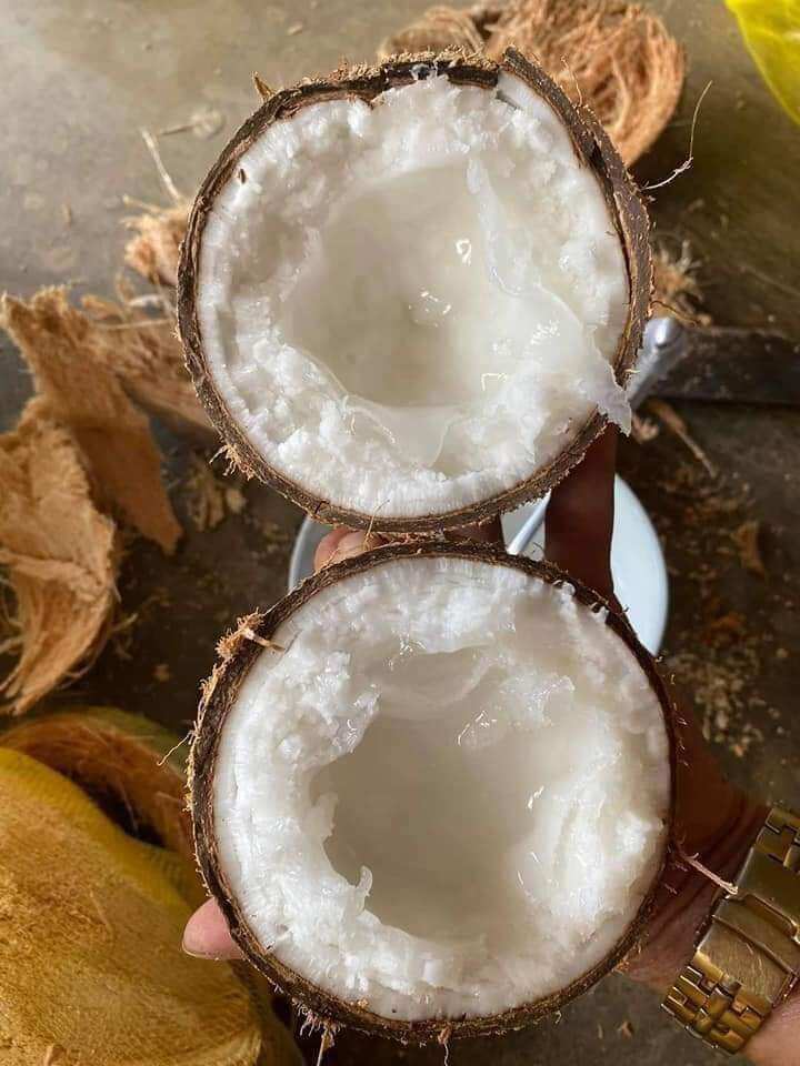 Dừa Sáp Loại 1 Đặc Ruột
