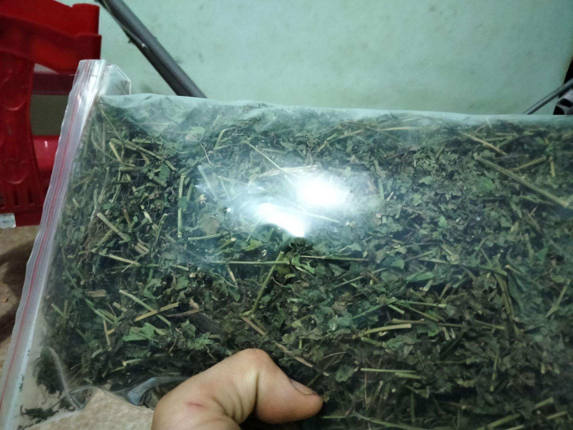 Chuối hột rừng Tây Bắc