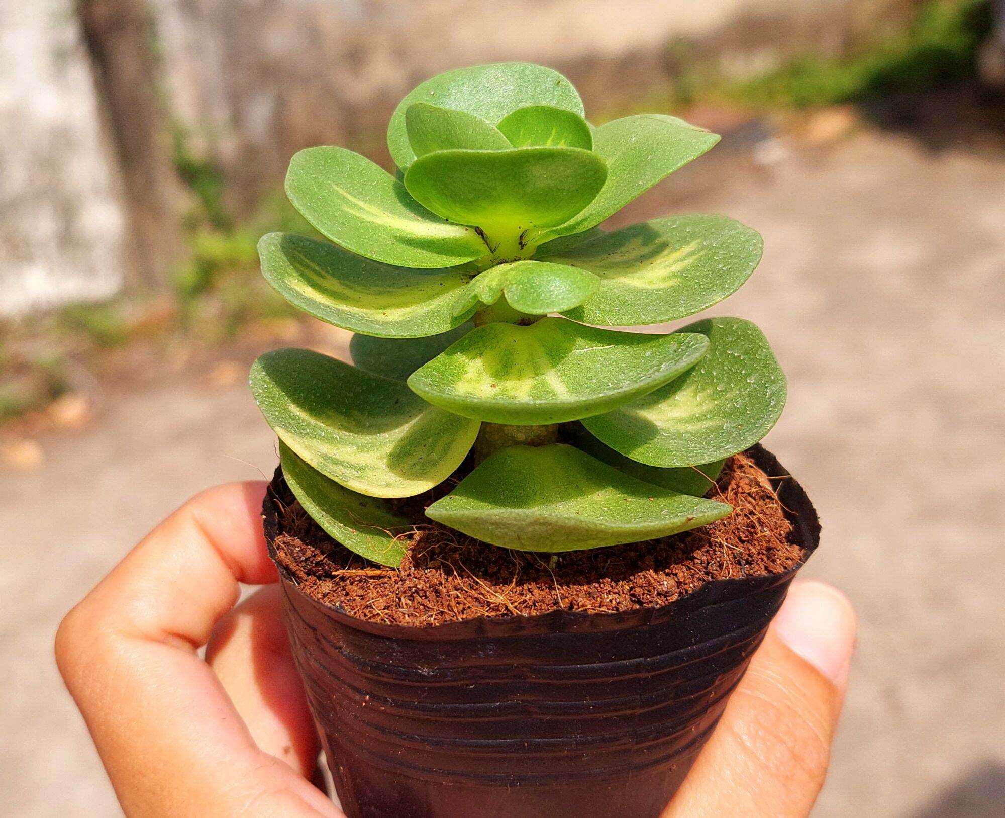Sen đá lục bình size bầu 5-6 cm