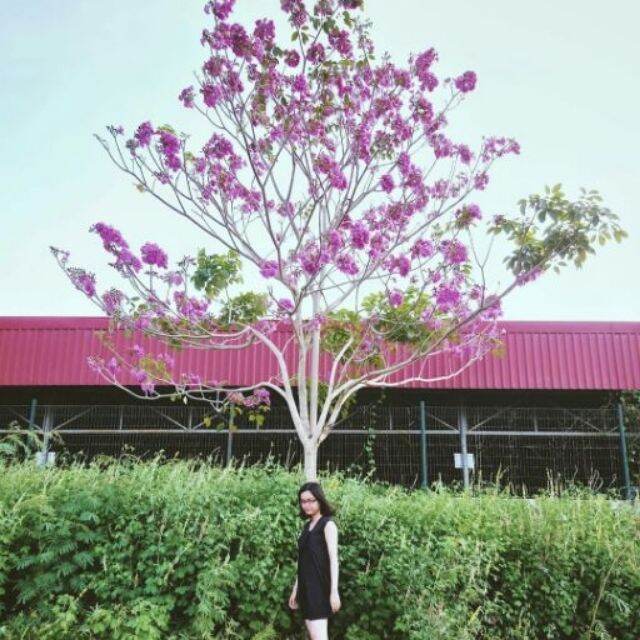 com bo 2 Cây kèn hồng cao từ 80-100cm.