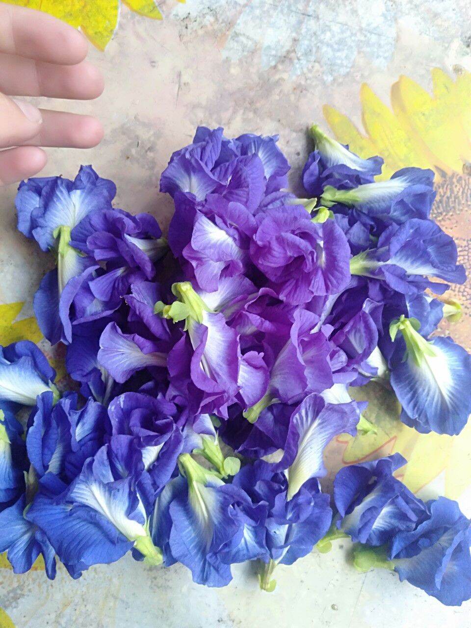 20 Hạt Hoa Đậu Biếc Kép
