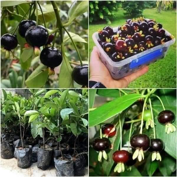 Cây giống cherry Brazil siêu sớm (giao nhanh)