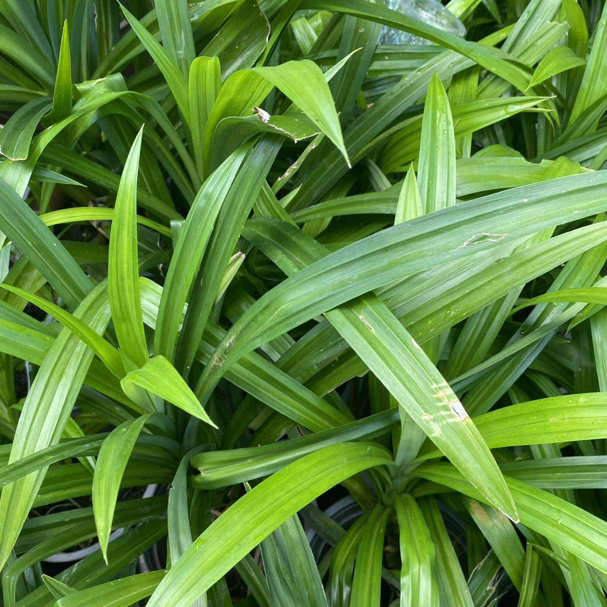 Cây lá dứa, cơm nếp giống (5 cây con rễ trần), chỉ giao Miền Nam