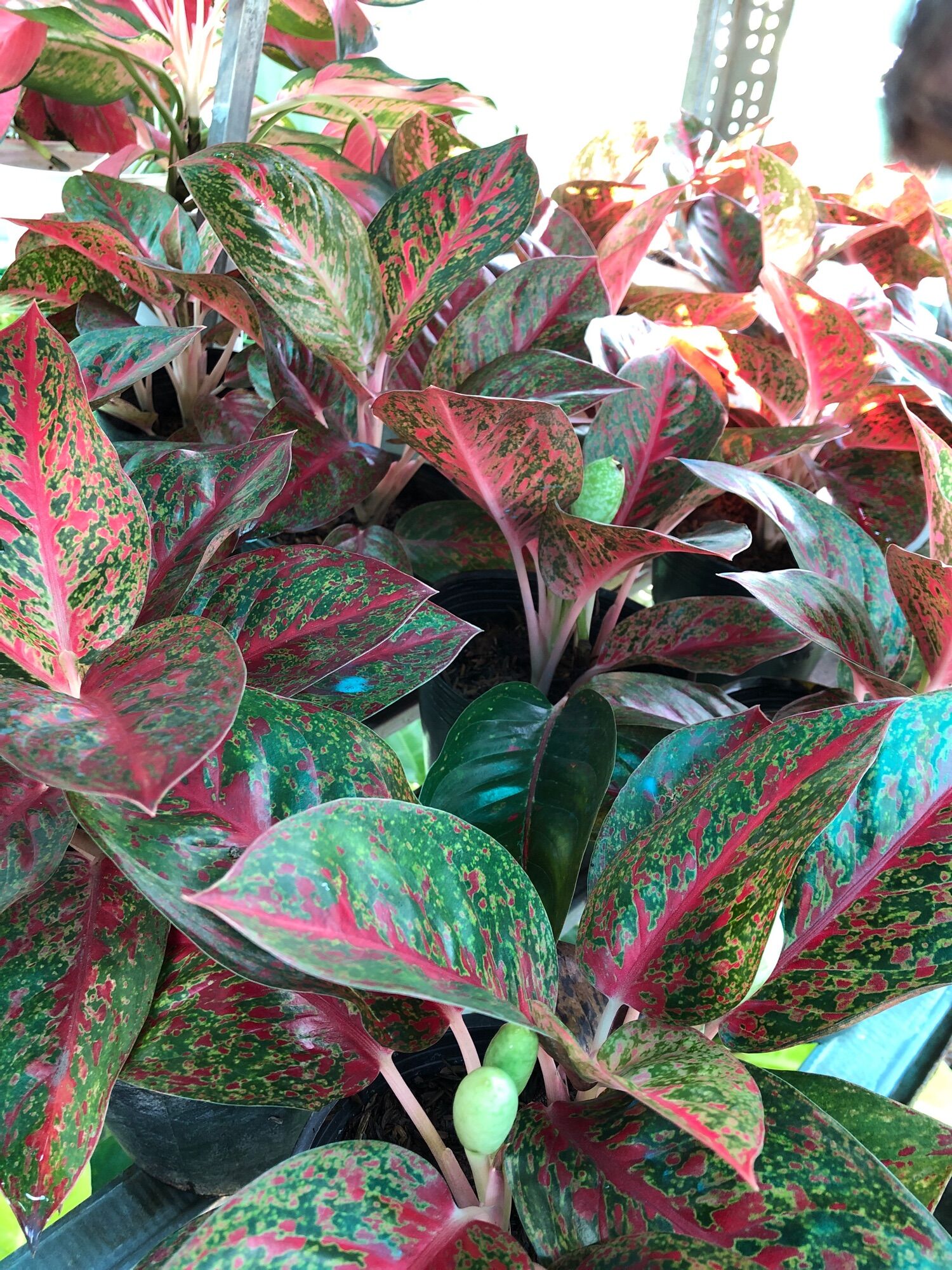 Cây như ý cát tường