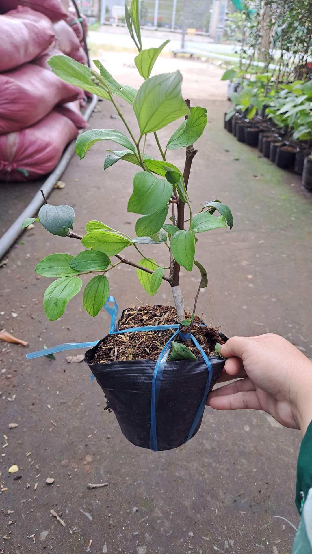 1 cây táo thái siêu trái. chuẩn giống